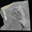 Asaphiscus Wheeleri Trilobite - Utah #6715-1
